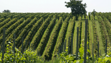 VIP CHAMPAGNE TOUR  (3 Days)